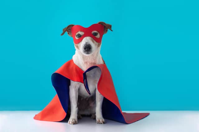 Best Halloween costumes for dogs and cats.