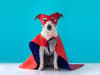 The most popular Halloween costumes for dogs and cats 2023, from pumpkin to devil costumes - and where to buy