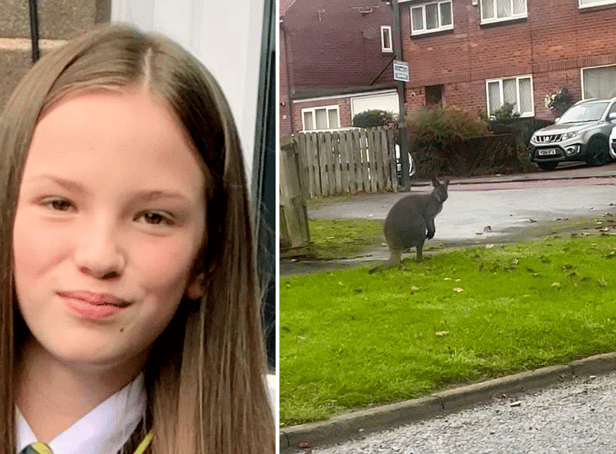 <p>This is the bizarre moment schoolgirl Cia Christie spotted a wallaby hopping down a street in Gateshead</p>