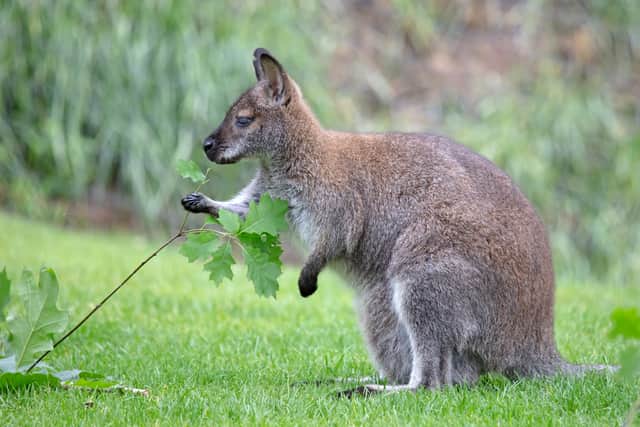 A red-necked Wallaby - Macropus rufogriseus, eating fresh leaves