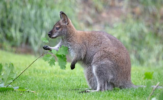A red-necked Wallaby - Macropus rufogriseus, eating fresh leaves