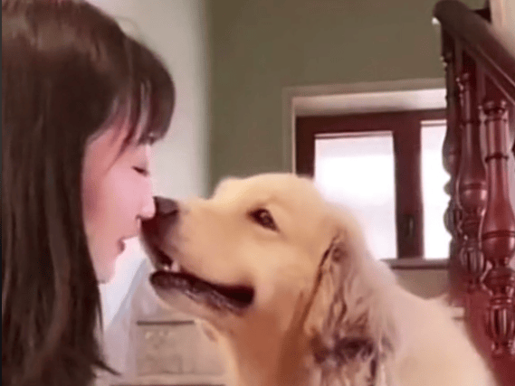 A sweet video showing how dogs react when their owners give them a kiss has been delighting TikTok users.