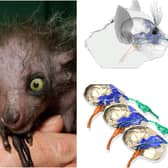 CT scans show where exactly an aye-aye’s finger goes when it picks its nose (Images: Getty Images/PA Media)