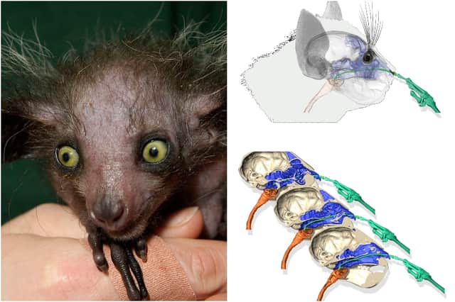 CT scans show where exactly an aye-aye’s finger goes when it picks its nose (Images: Getty Images/PA Media)