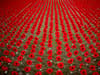 When do you start wearing a poppy? Remembrance Day tradition explained - what are the rules on wearing poppies