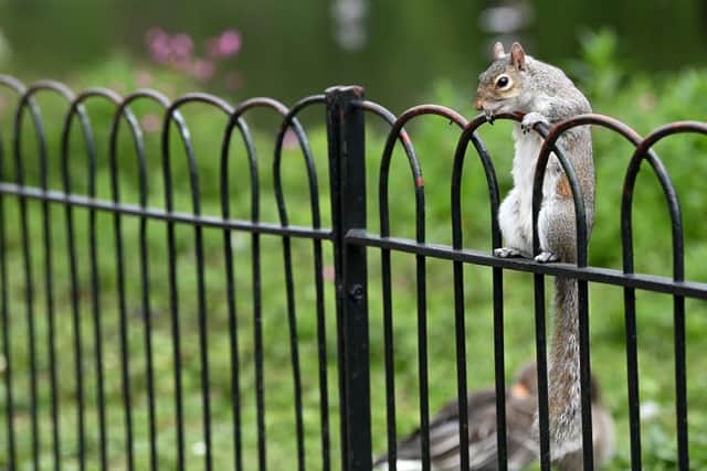 Squirrels are big fans of pumpkin seeds (image: AFP/Getty Images)