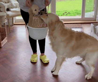 Social media influencer Charlotte Greedy has captured the adorable moment her golden retriever dog Kobe met his little sister Minnie for the first time.