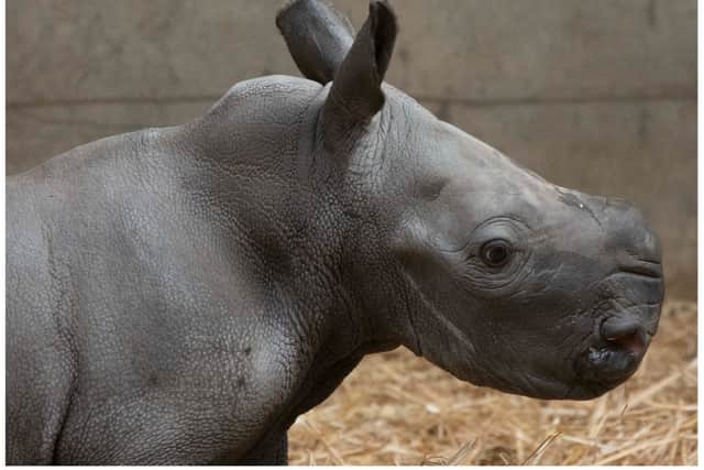 The rare female baby southern white rhinoceros who has been born at Knowsley Safari Park.