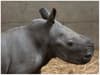 Rare baby southern white rhino born at Knowsley Safari Park - see first photos