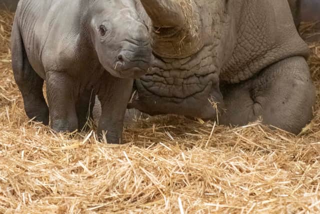 A rare baby southern white rhinoceros has been born at Knowsley Safari Park.