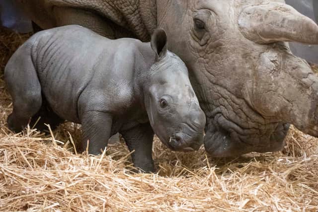 The new baby rhino has been finding her feet at Knowsley Safari Park, and is being looked after by her mum Meru.