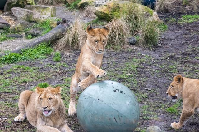 Five lions escaped their enclosure at Taronga Zoo - leading to a code one alert (Getty Images)