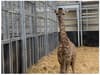 Birth of a baby giraffe captured on CCTV at West Midlands Safari Park - just six weeks after brother arrived