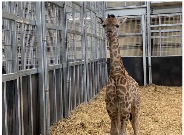 A new rothschild giraffe, who has been named Kris, has been born at West Midlands Safari Park - just six weeks after his brother Kingsley.