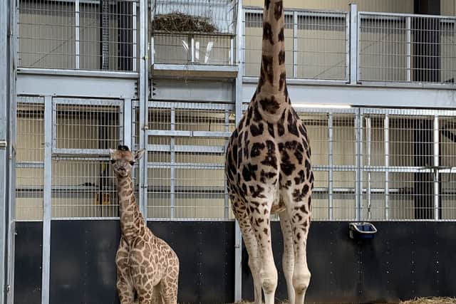 Baby rothschild giraffe called Kris with his mum Akacia.