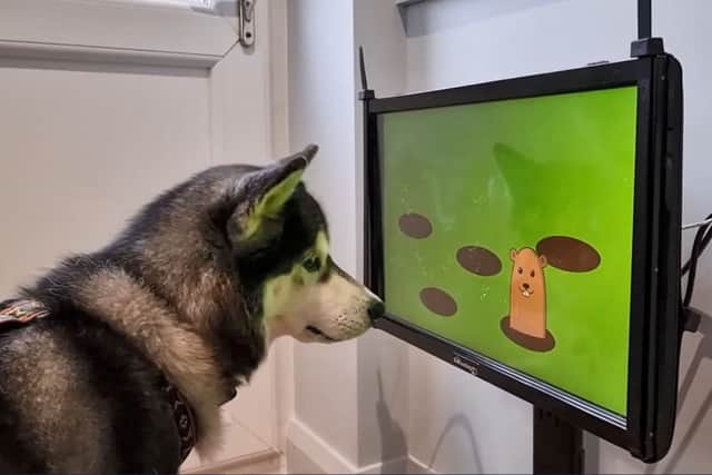 The people behind Joipaw say they have created an Apple Health-style tracker that can measure canine health - and could even indicate if a dog could have dementia.
