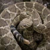 Snakes are used in many bushtucker trials (Getty Images)