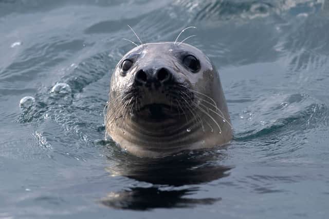 Bird flu cases have even been recorded in seals (image: AFP/Getty Images)