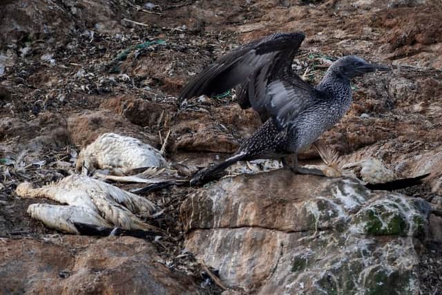 Wild bird populations have been badly hit by bird flu (image: AFP/Getty Images)