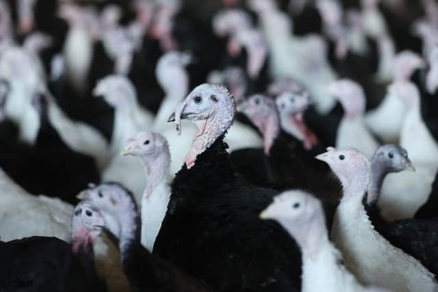 Around a third of free range turkeys have died or been killed ahead of the festive season (image: Getty Images)