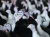 Bird flu UK 2022: why is outbreak so bad? Avian influenza symptoms, causes, and impact on food explained