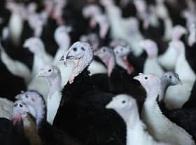 Around a third of free range turkeys have died or been killed ahead of the festive season (image: Getty Images)