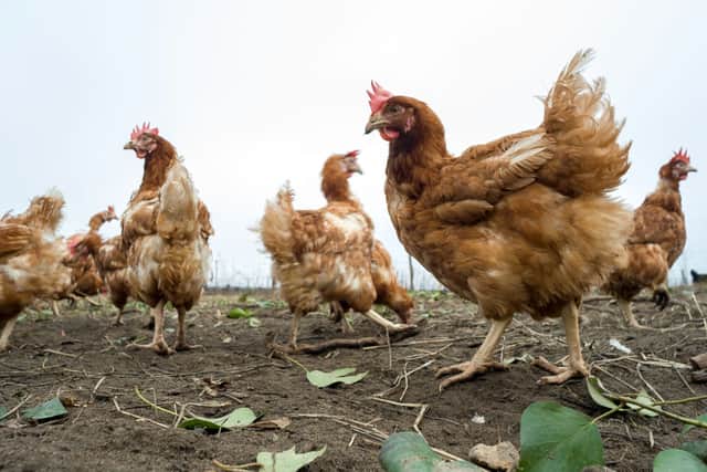 Free range chickens and eggs could be off the menu from February (image: AFP/Getty Images)