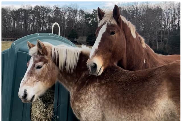 Big John is a retired 24-year-old Belgian Draft gelding while Stardust, aged 20, is a Belgian Draft mare. There’s around 2ft height difference between them but they are best friends.