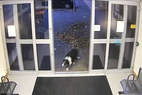 A border collie called Rosie, who got lost out on a walk, handed herself into a police station in Loughborough while looking for help.
