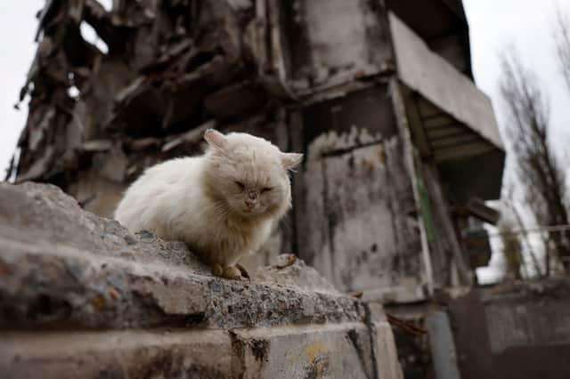  A cat sits on a wall next to a destroyed building near Kyiv, Ukraine. Credit: Jeff J Mitchell/Getty Images