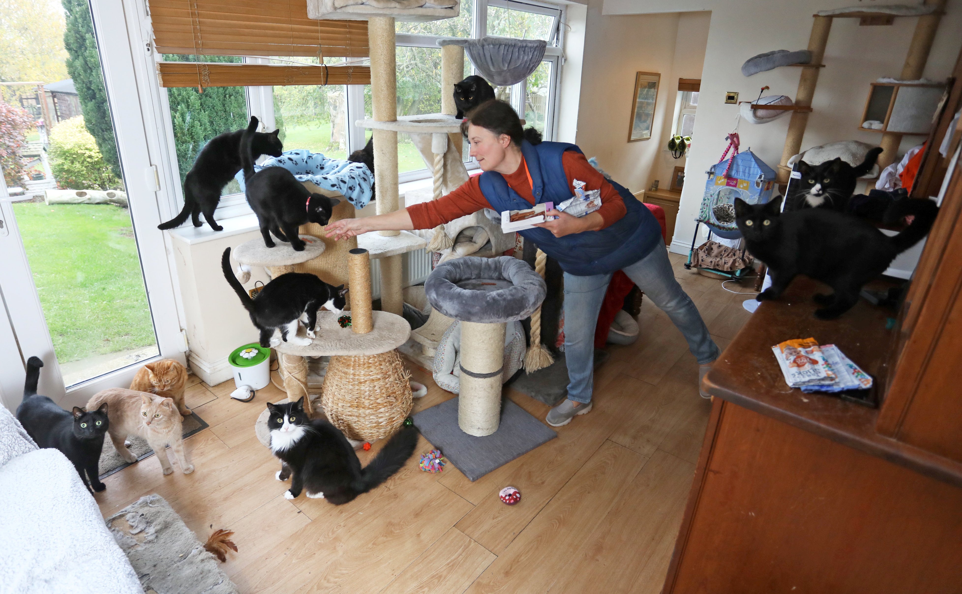 Family turn their house in to a rescue centre for cats