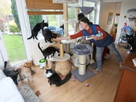 Tina Lewis and some of the cats show looks after at Filey Cat Rescue in North Yorkshire.