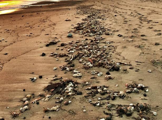 <p>Photo issued by Paul Grainger of hundreds of dead crabs on the beach at Seaton Carew, Hartlepool on Sunday. Credit: PA</p>