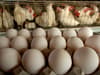 Why is there a shortage of eggs in the UK? Asda and Lidl limit number of boxes customers can buy