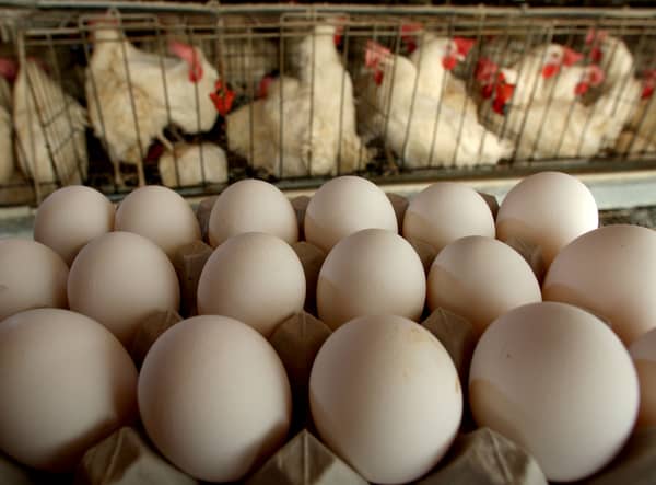Some shops have begun to ration the number of boxes of eggs customers can buy due to supply issues