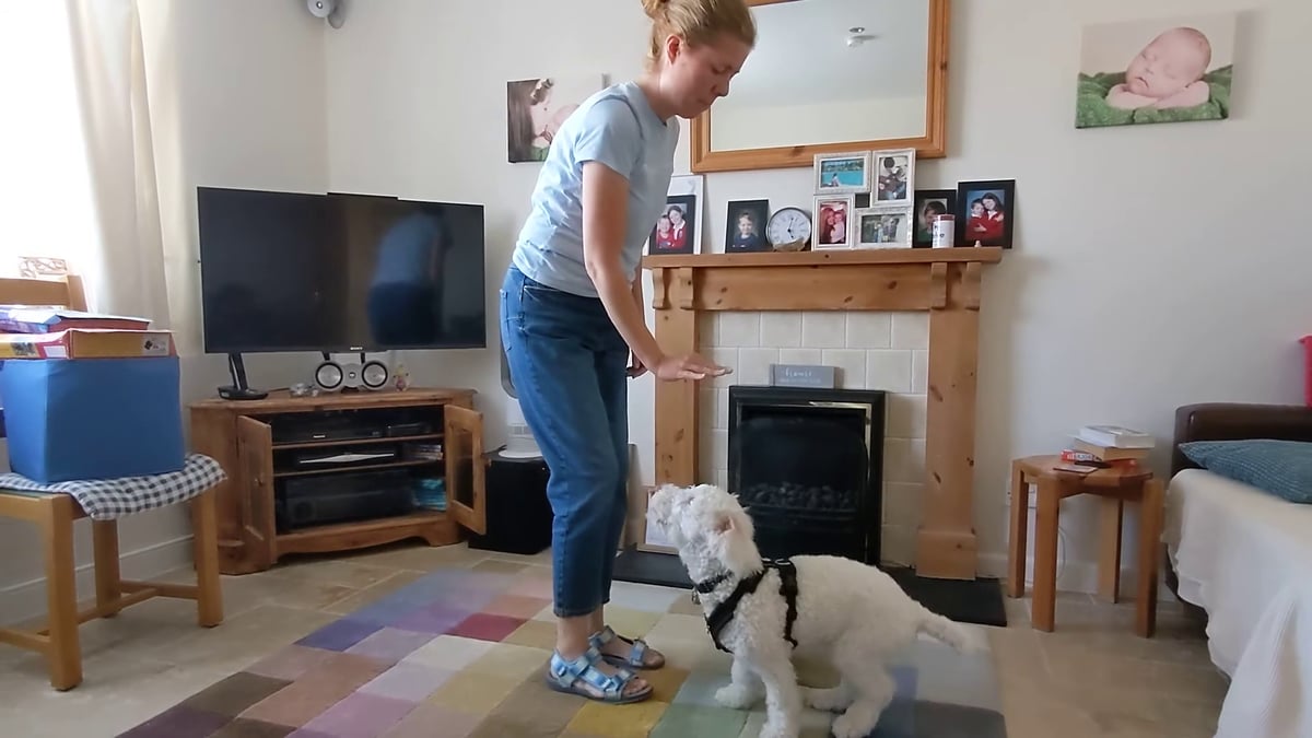Deaf dog learns sign language and can follow 9 hand signals