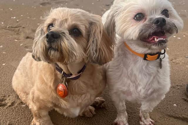 Pictured Maggie, Shweenie (darker), and Sid, White Malshi (lighter). Maggie is now able to play with her best friend again after suffering a spinal stroke and being told she may never use her back legs again.