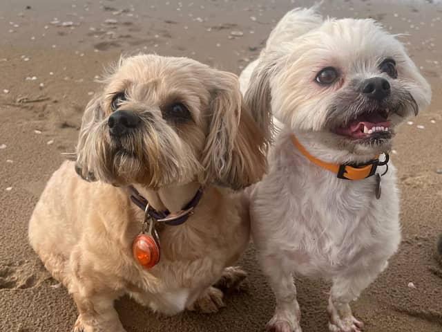 Pictured Maggie, Shweenie (darker), and Sid, White Malshi (lighter). Maggie is now able to play with her best friend again after suffering a spinal stroke and being told she may never use her back legs again.