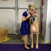Emma Rogers, 11, from Columbus, New Jersey with her Great Dane “Joy” (Photo: AFP via Getty Images)