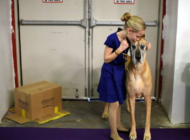 <p>Emma Rogers, 11, from Columbus, New Jersey with her Great Dane “Joy” (Photo: AFP via Getty Images)</p>