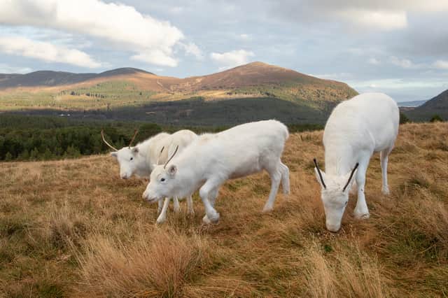 Reindeer calves Vanilla, Mr Whippy and 99 were born in the summer and are now ready to join the rest of the herd as they tour the UK in the run up to Christmas.