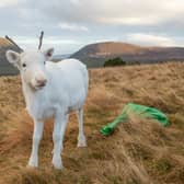 Three rare white reindeers calves, the UK’s only herd, are getting ready for Christmas.