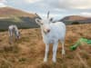 UK’s only herd of rare white reindeers calves get ready for Christmas
