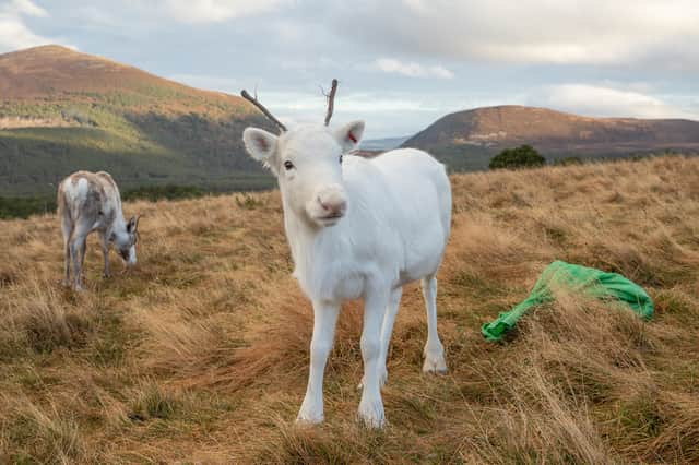 Three rare white reindeers calves, the UK’s only herd, are getting ready for Christmas.
