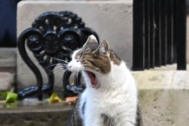Larry the cat yawns as he sits outside Number 10 in Downing Street after Prime Minister Liz Truss announced her resignation on October 20, 2022 in London, England. (Photo by Leon Neal/Getty Images)