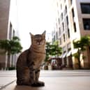 A general view of a street cat near the market ahead of the FIFA World Cup Qatar 2022 at Souq Waqif on November 16, 2022 in Doha, Qatar. (Photo by Dean Mouhtaropoulos/Getty Images)