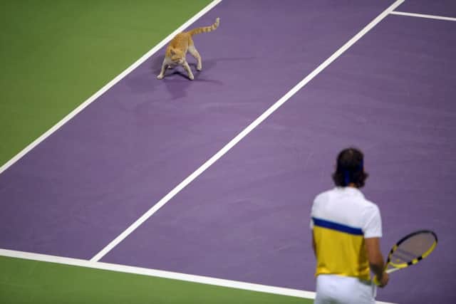 A cat that has wandered onto the court faces Spanish player Rafael Nadal as he plays with Spanish Marc Lopez during the Qatar Open 2009doubles tennis final against Canadian Daniel Nestor and Serb Nenad Zimonjic in Doha on January 9, 2009. Nadal and Lopez won 6-4, 4-6, 8-10. AFP PHOTO/MARTIN BUREAU (Photo by Martin BUREAU / AFP) (Photo by MARTIN BUREAU/AFP via Getty Images)