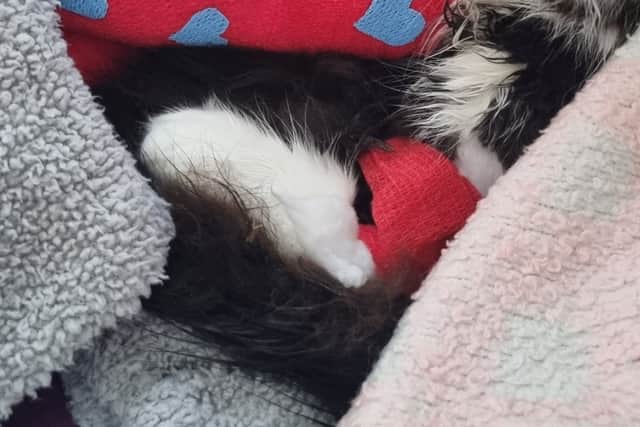 Oreo the kitten who has survived a 50ft fall from a fourth storey flat. Photo by Shaun Fellows / SHINE PIX LTD / SWNS.