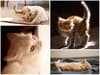 Cat body language: expert on 11 signs that reveal their mood - from ears pinned back to exposing their tummy