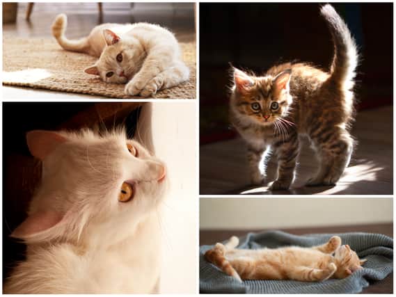Cat body language and what it means, according to an expert, from pinned back ears to an arched tail.